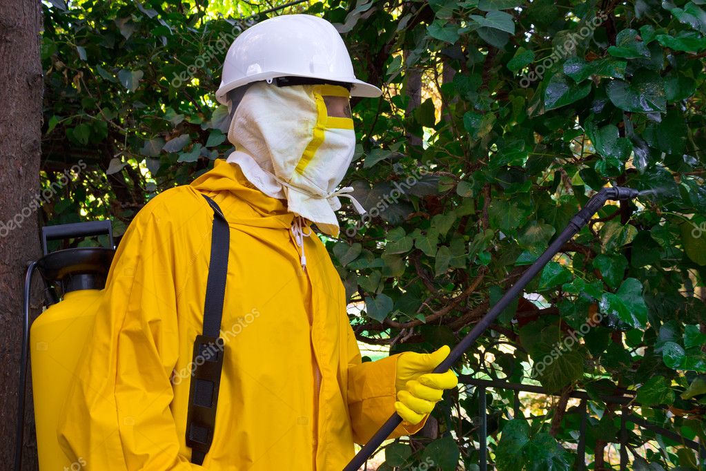 Dératisation à Maubeuge