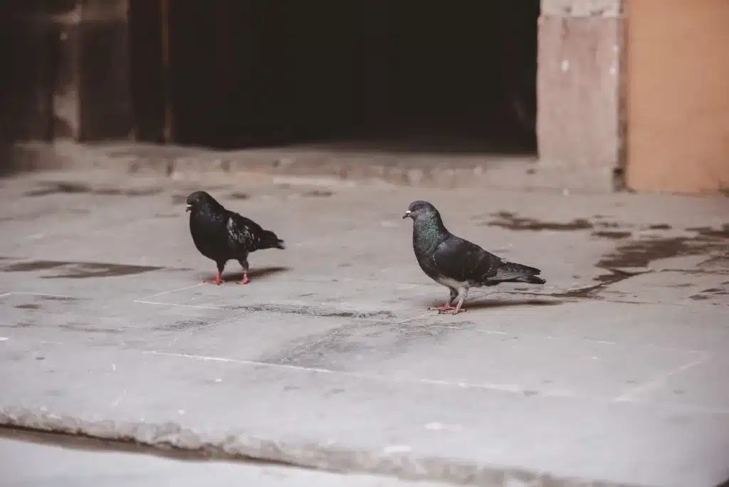 dépigeonnage Rousies