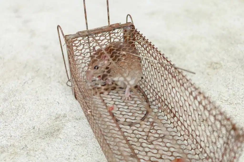 dératisation à Hautmont