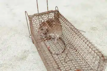 dératisation à Hautmont