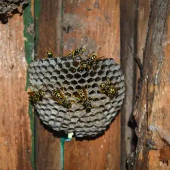 Désinsectisation à Maubeuge